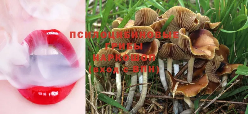 где купить наркоту  hydra как войти  Псилоцибиновые грибы MAGIC MUSHROOMS  Богородск 